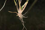 Fall panicgrass